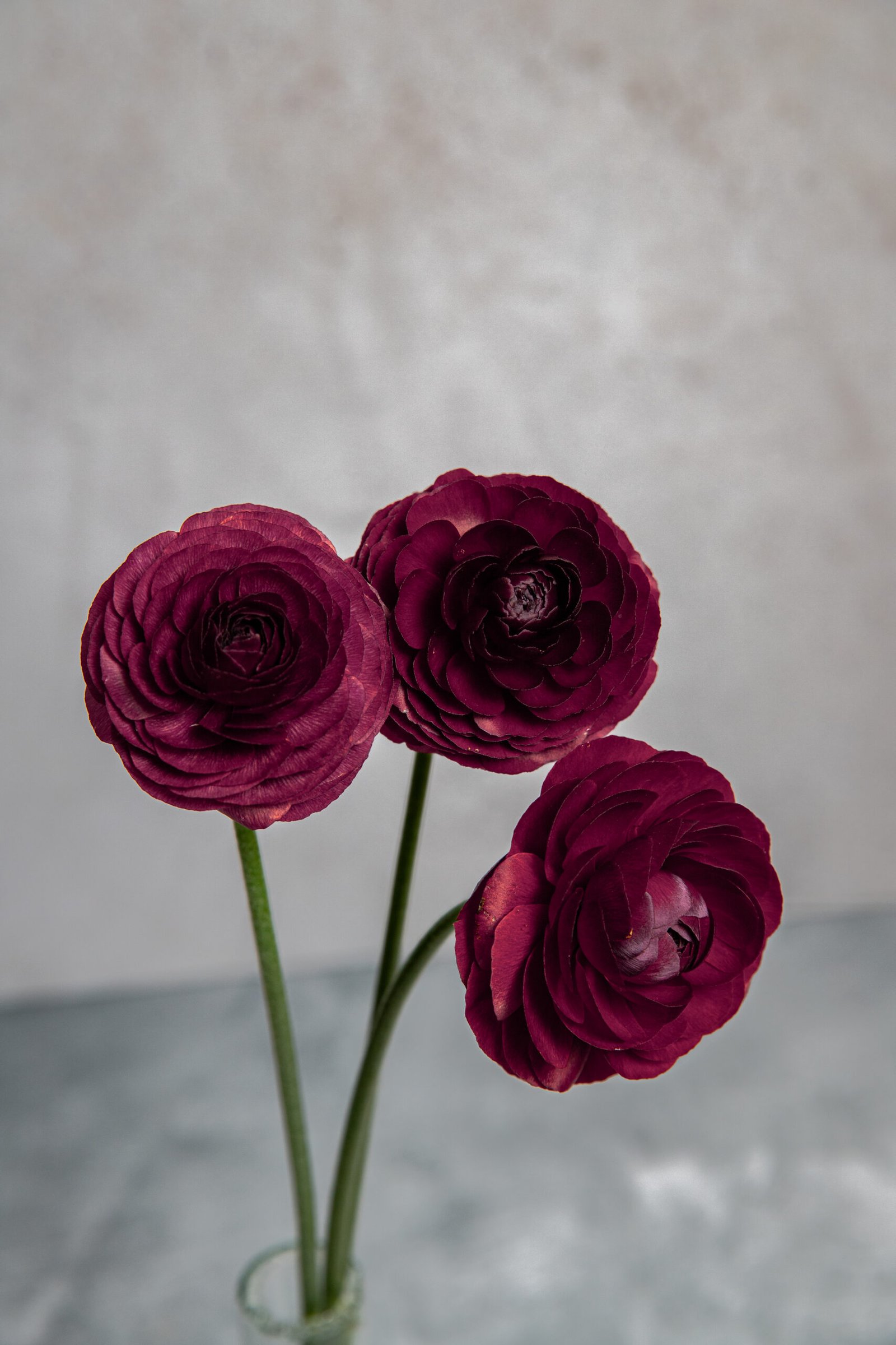 IMG_7646-2 IMG_7646-2