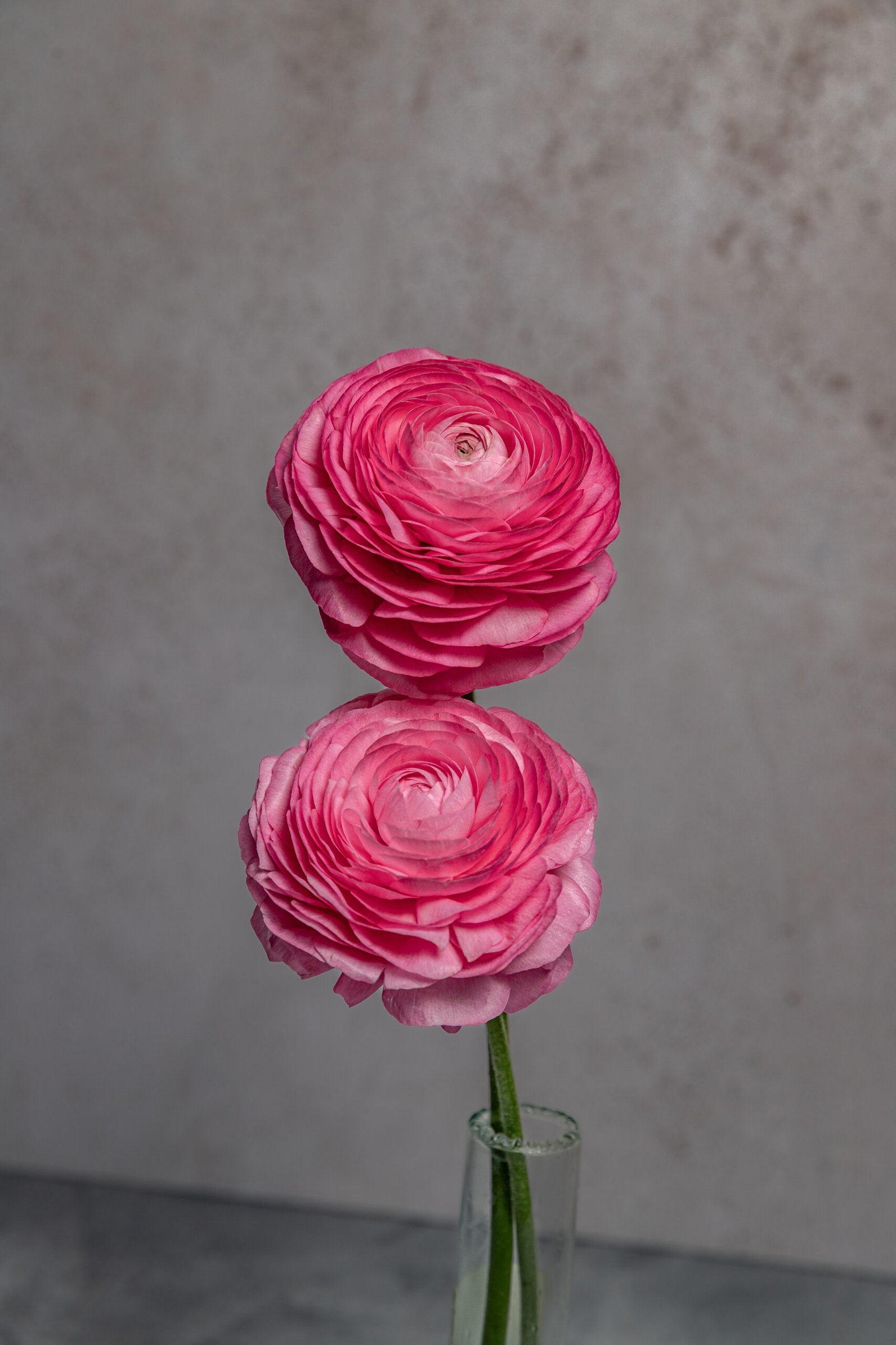 IMG_7680-2 IMG_7680-2