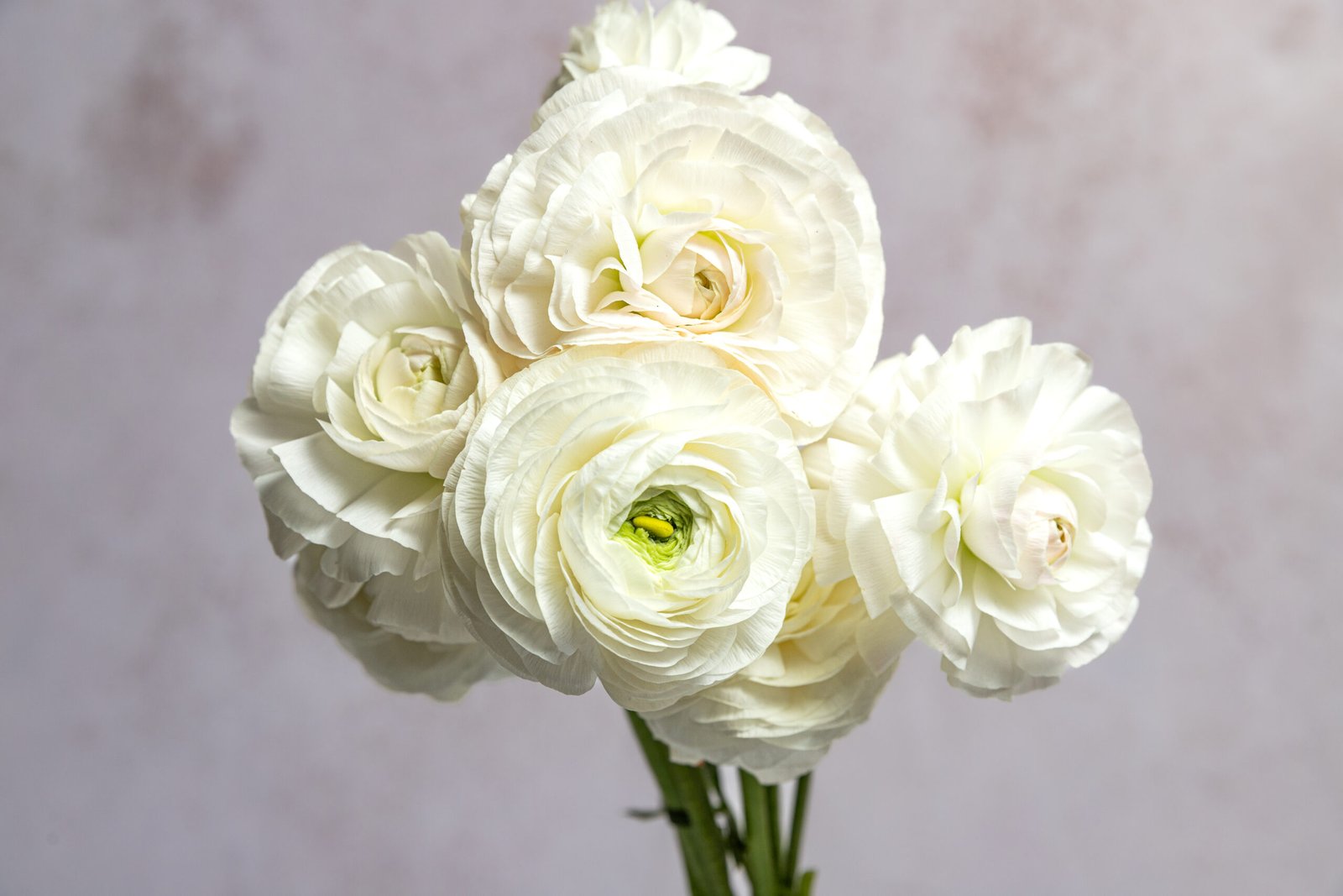 IMG_7611-2 IMG_7611-2