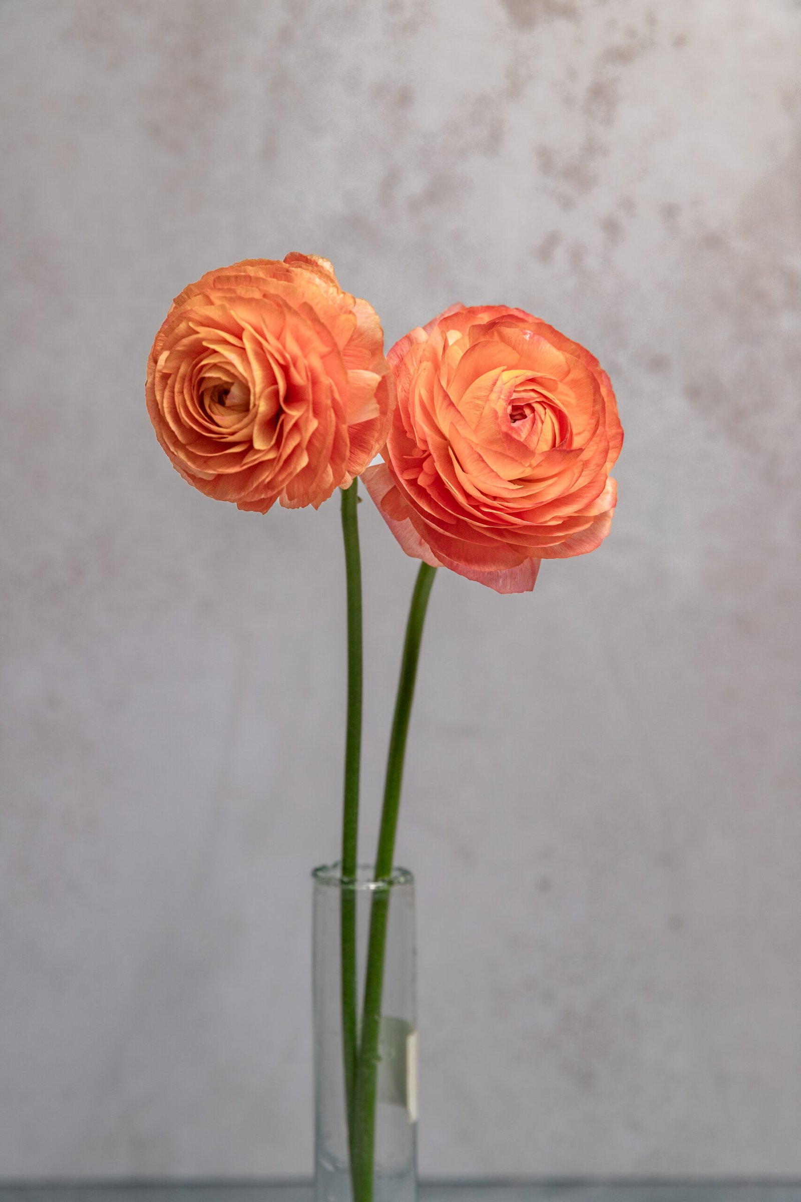 IMG_7696-2 (1) IMG_7696-2 (1)