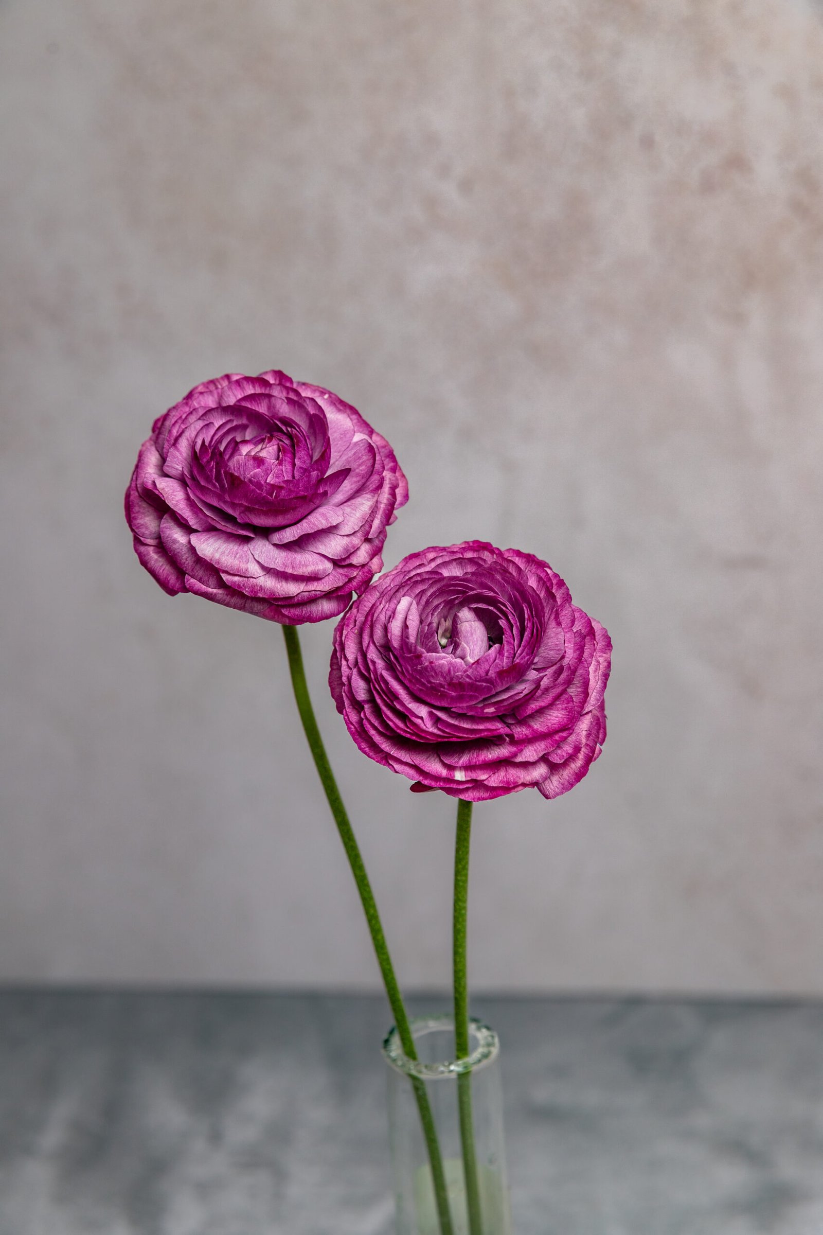 IMG_7788-2 IMG_7788-2