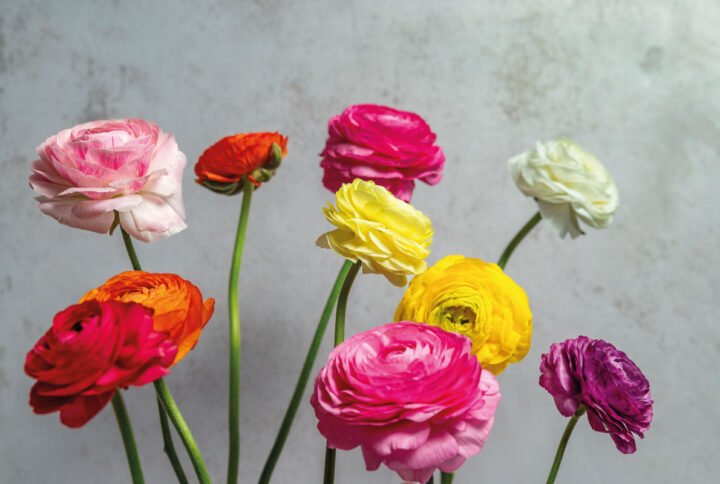 Por qué los ranunculus no están en todas partes —y por qué eso es parte de su encanto