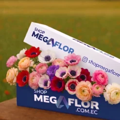 Premium Anemones Mix
