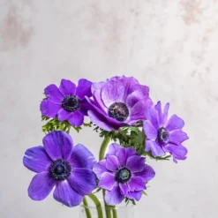 Blue Anemones