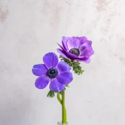 Alternative view of Blue Anemones