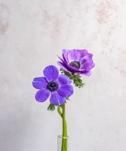 Alternative view of Anémonas Azules