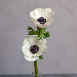 White Anemones