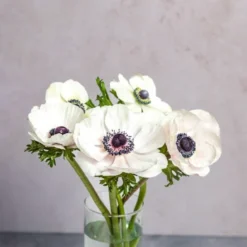 Alternative view of White Anemones