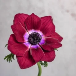 Burgundy Anemones