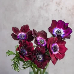 Alternative view of Burgundy Anemones
