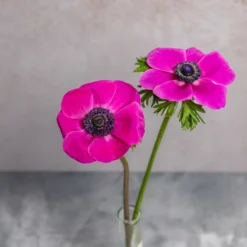 Alternative view of Fuchsia Anemones
