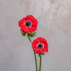 Red Anemones
