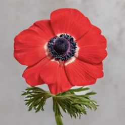 Alternative view of Red Anemones