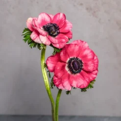 Pink Anemones