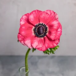 Alternative view of Pink Anemones