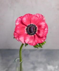 Alternative view of Anémonas Rosas