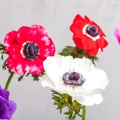 Alternative view of Premium Anemones Mix