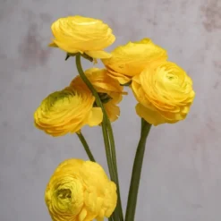 Yellow Ranunculus