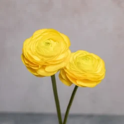 Alternative view of Yellow Ranunculus
