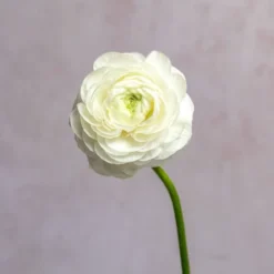 Alternative view of White Ranunculus