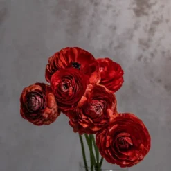 Chocolate Ranunculus