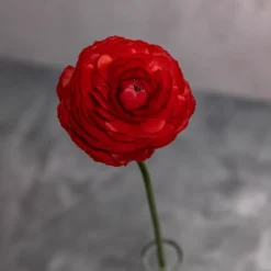 Alternative view of Chocolate Ranunculus