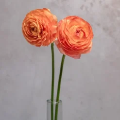 Peach Ranunculus