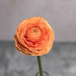 Alternative view of Peach Ranunculus