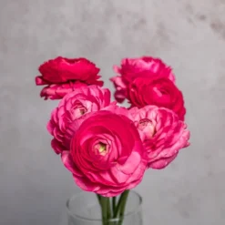Alternative view of Fuchsia Ranunculus