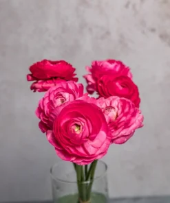 Alternative view of Ranúnculos Fucsia