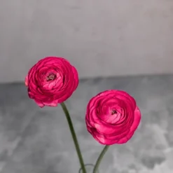 Fuchsia Ranunculus
