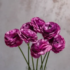Lavender Ranunculus