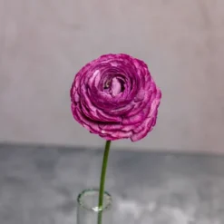 Alternative view of Lavender Ranunculus