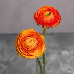 Orange Ranunculus