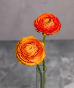Ranúnculos Naranja