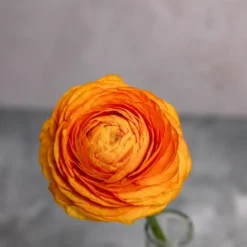 Alternative view of Orange Ranunculus