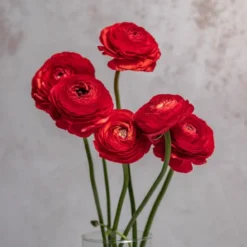 Red Ranunculus
