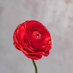 Alternative view of Red Ranunculus