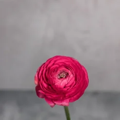 Alternative view of Pink Ranunculus