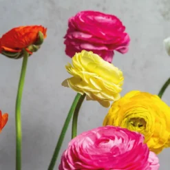 Alternative view of Premium Ranunculus Mix