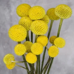 Alternative view of Sunny Bloom Mix