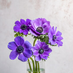 Blue Anemones Mariane