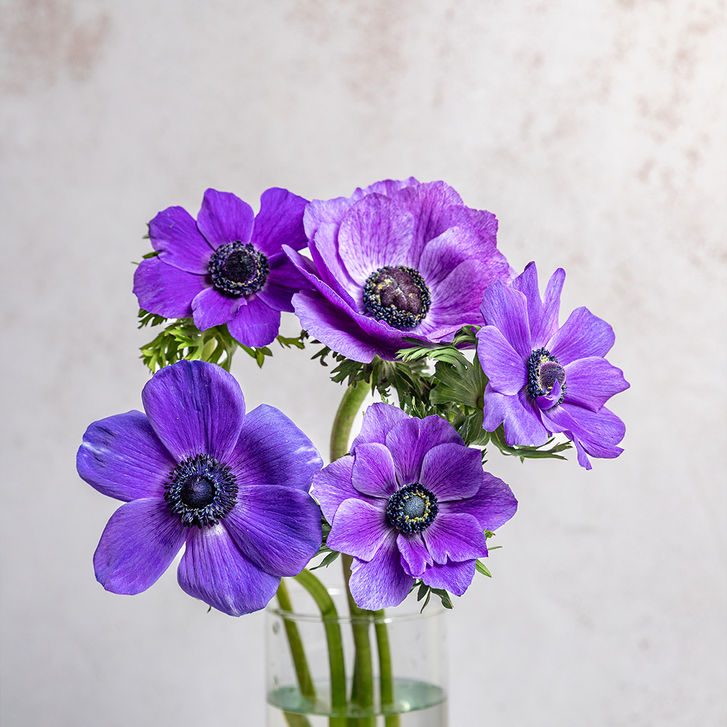 Blue Anemones Mariane
