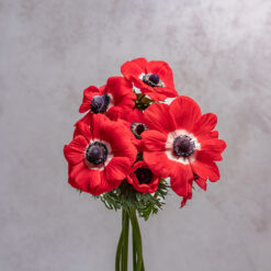 Red Anemones Mariane