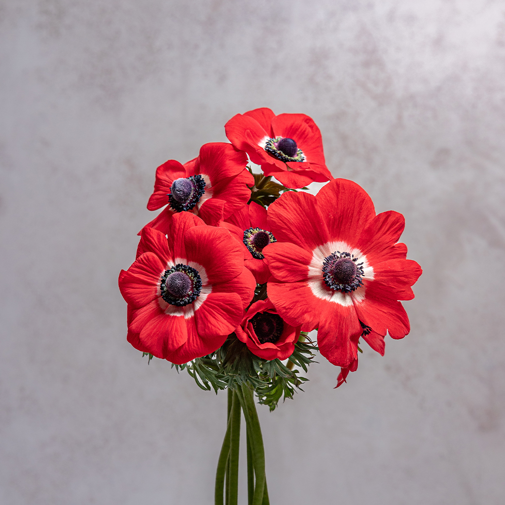 Red Anemones Mariane