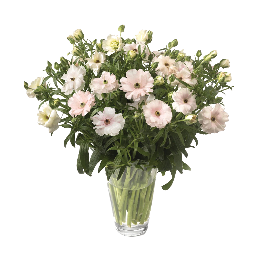 Adriadne Light Pink Ranunculus Butterfly