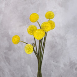 Yellow Craspedia Jumbo