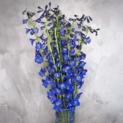 Blue Delphinium Sea Waltz
