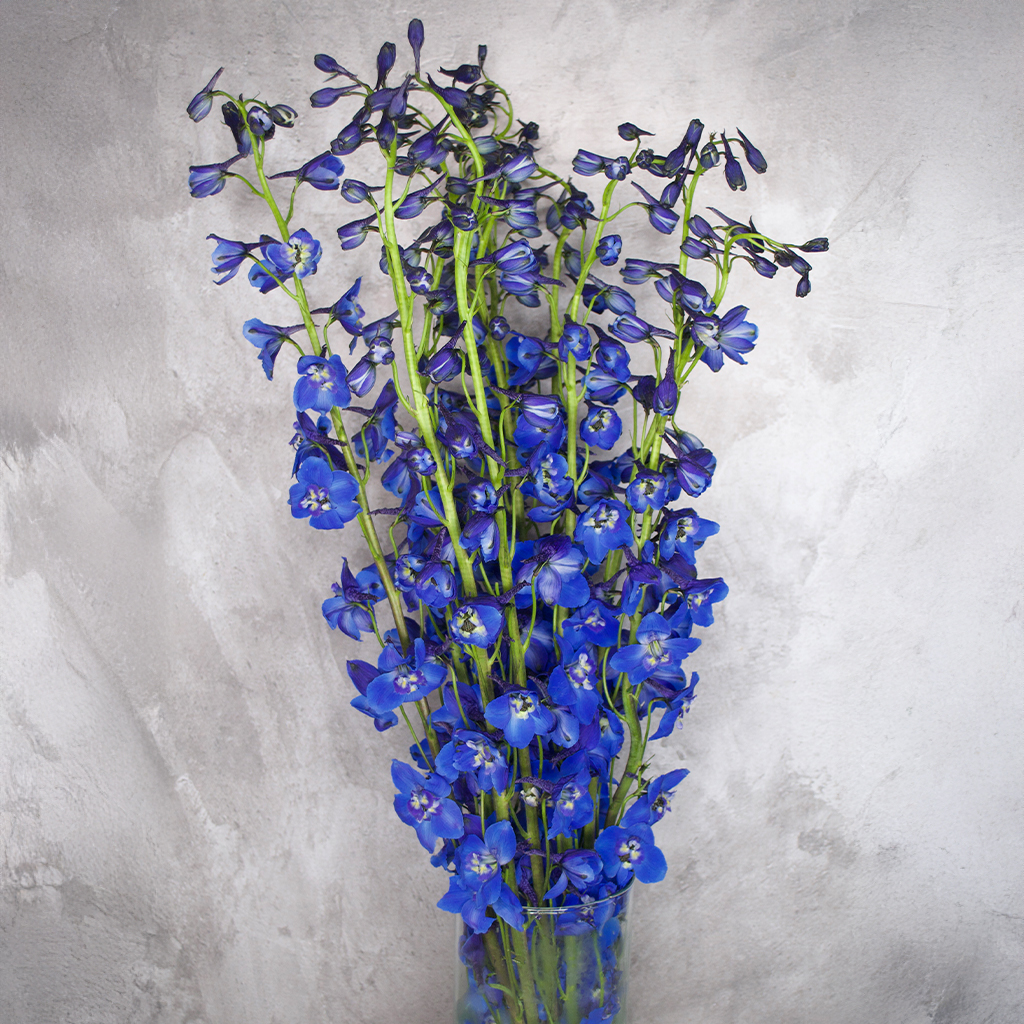 Blue Delphinium Sea Waltz