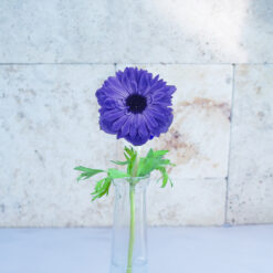 Blue Anemones Fullstar
